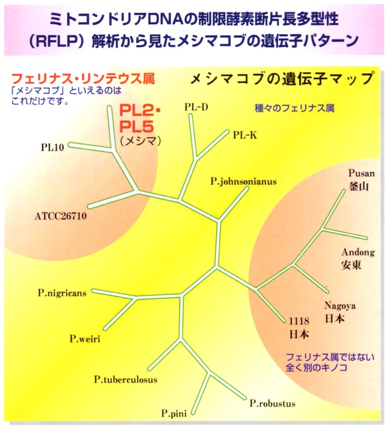 太陽食品 メシマゼウスBB 90包 3個セットメシマコブ